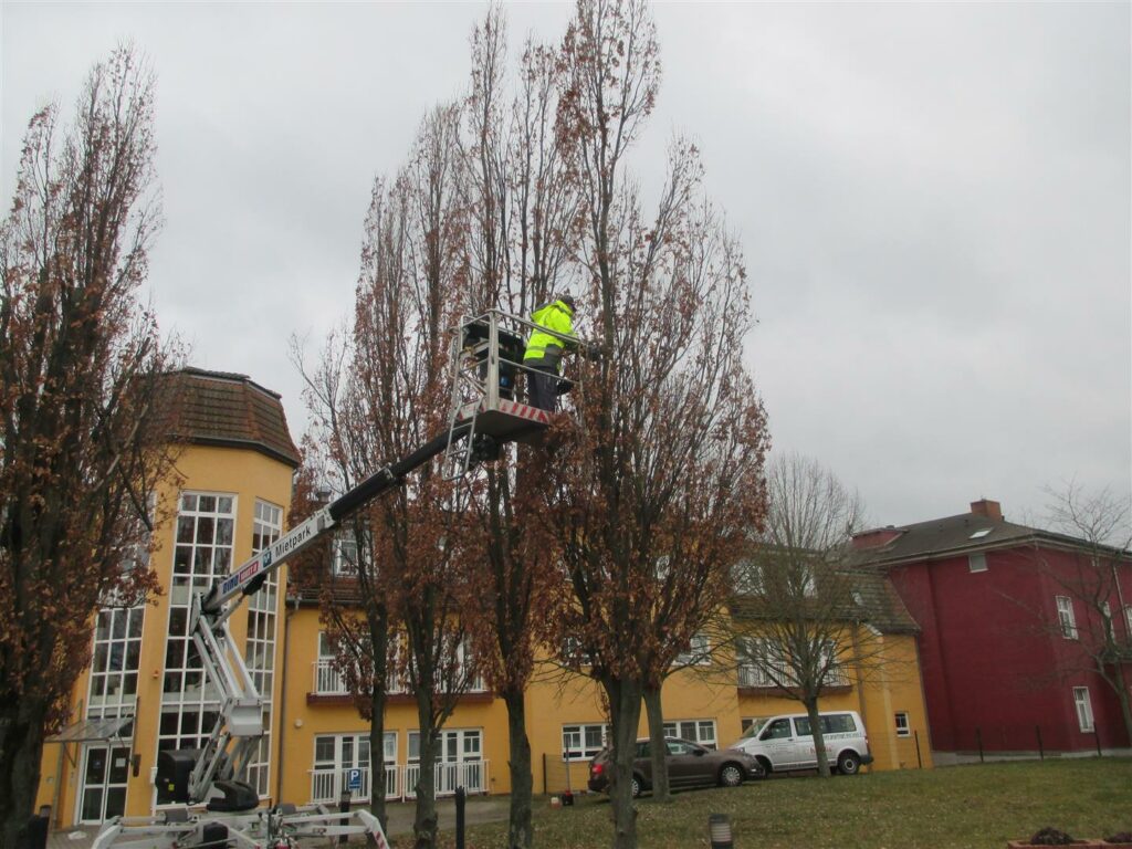 Neue Frisur für unsere Allee